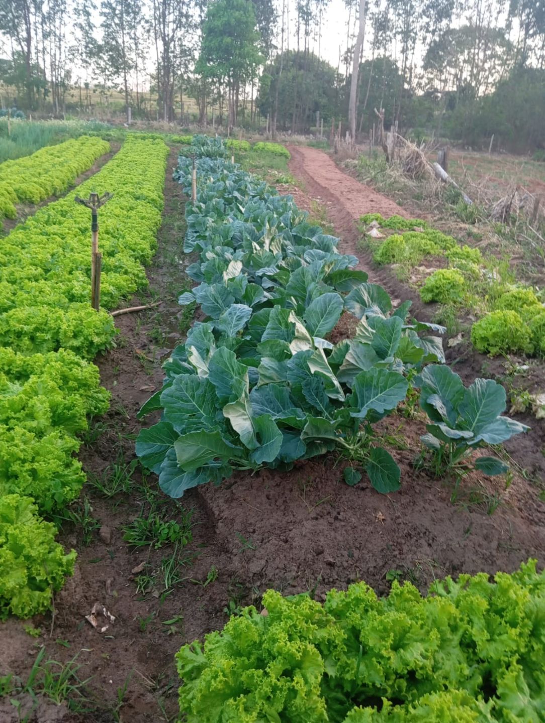 Campo IrrigaBot